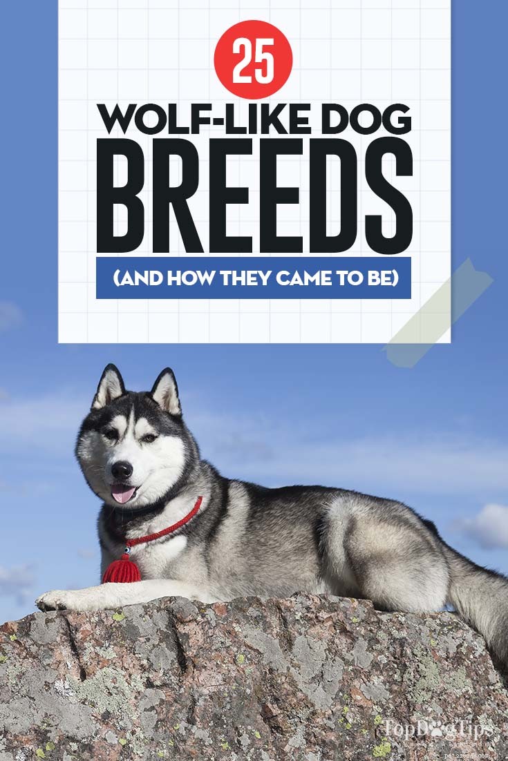 25 Wolf‑Inspired Dog Breeds: A Guide to the Wildest Canines