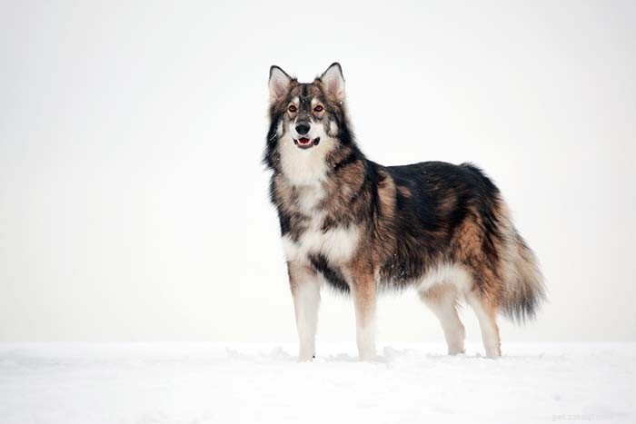 25 Wolf‑Inspired Dog Breeds: A Guide to the Wildest Canines