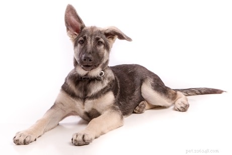 25 Wolf‑Inspired Dog Breeds: A Guide to the Wildest Canines