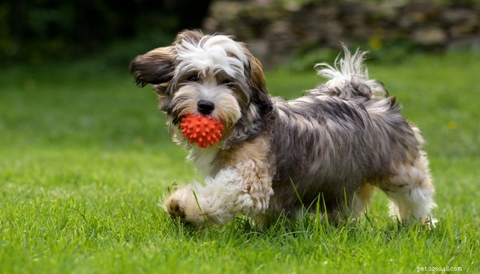 Top 25 Quiet Dog Breeds Proven by Scientific Studies