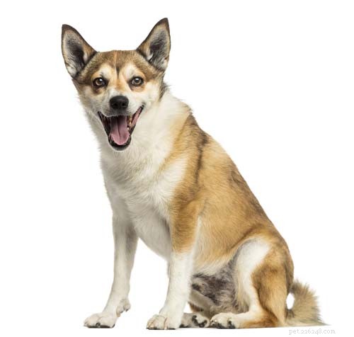 Top 25 Quiet Dog Breeds Proven by Scientific Studies