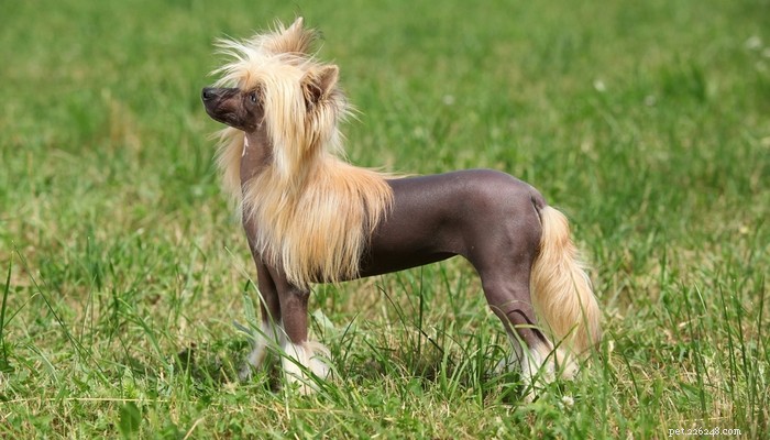 Top 25 Quiet Dog Breeds Proven by Scientific Studies