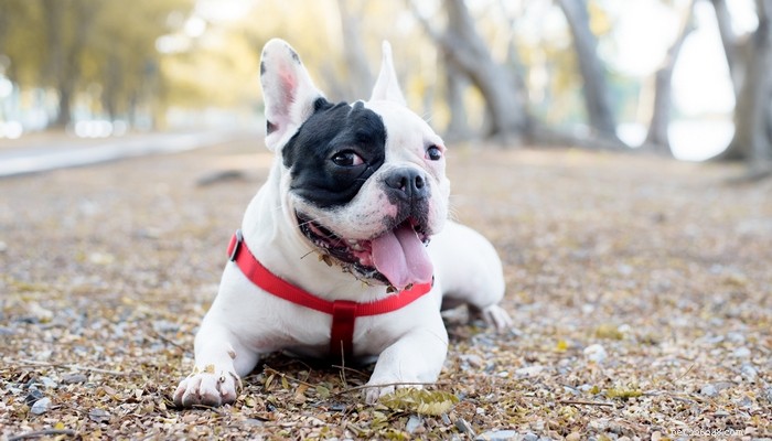 Top 25 Quiet Dog Breeds Proven by Scientific Studies