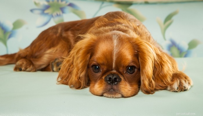 Top 25 Quiet Dog Breeds Proven by Scientific Studies