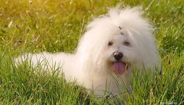 Top 25 Quiet Dog Breeds Proven by Scientific Studies