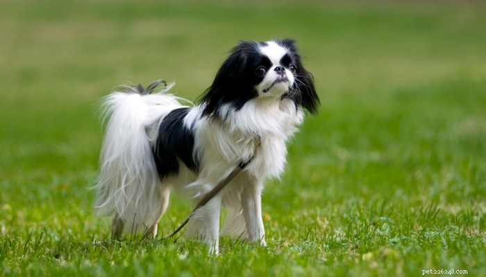 Top 25 Quiet Dog Breeds Proven by Scientific Studies