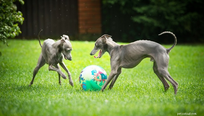 Top 25 Quiet Dog Breeds Proven by Scientific Studies
