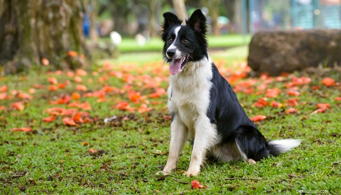 Top 25 Quiet Dog Breeds Proven by Scientific Studies