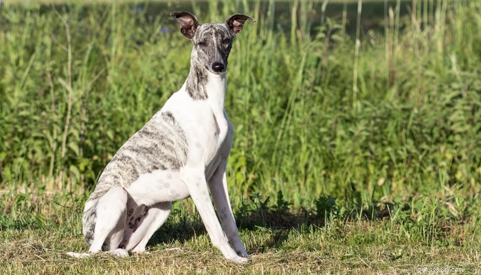 Top 25 Quiet Dog Breeds Proven by Scientific Studies