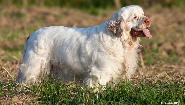 Top 25 Quiet Dog Breeds Proven by Scientific Studies
