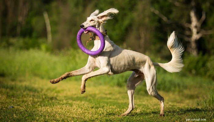 Top 25 Quiet Dog Breeds Proven by Scientific Studies