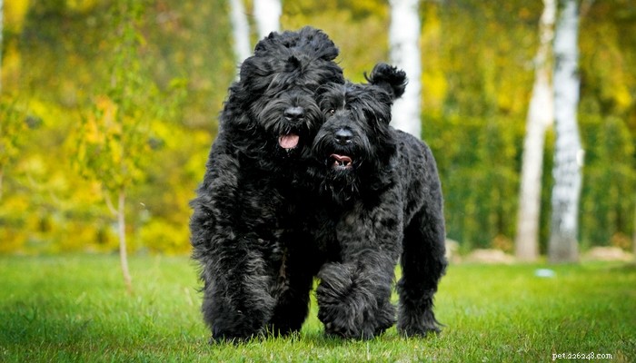 Top 25 Quiet Dog Breeds Proven by Scientific Studies