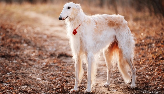 Top 25 Quiet Dog Breeds Proven by Scientific Studies