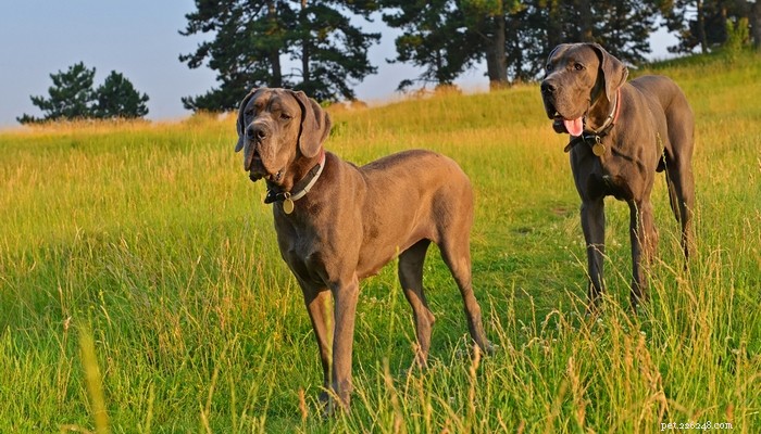 Top 25 Quiet Dog Breeds Proven by Scientific Studies