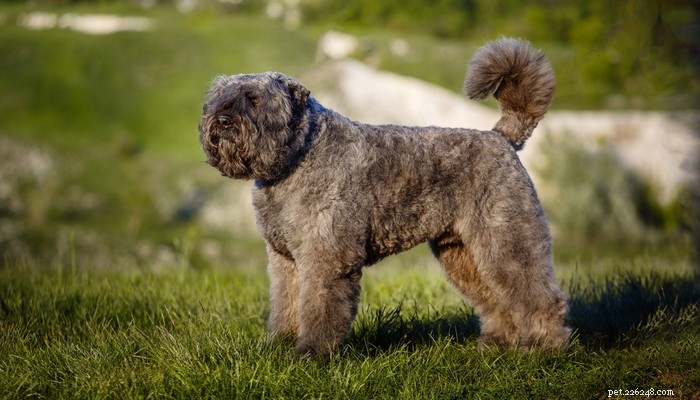 Top 25 Quiet Dog Breeds Proven by Scientific Studies
