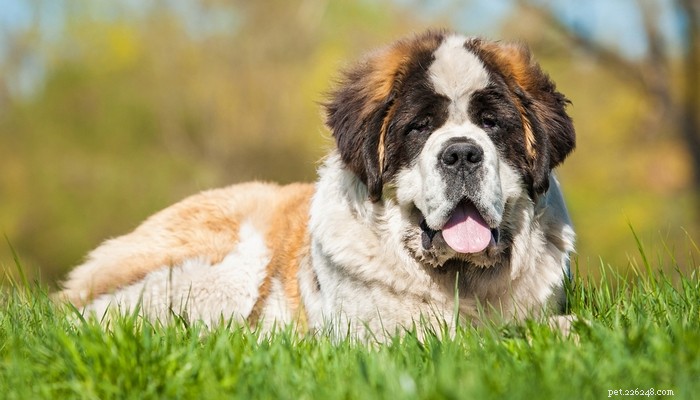 Top 25 Quiet Dog Breeds Proven by Scientific Studies