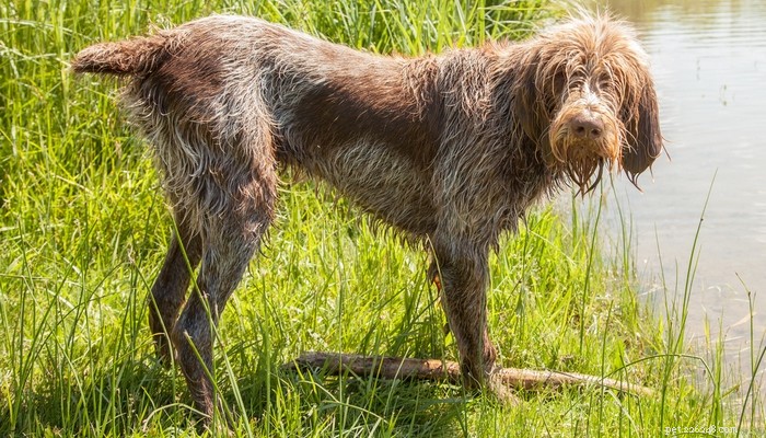 Top 25 Quiet Dog Breeds Proven by Scientific Studies