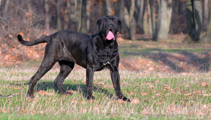 Top 25 Quiet Dog Breeds Proven by Scientific Studies