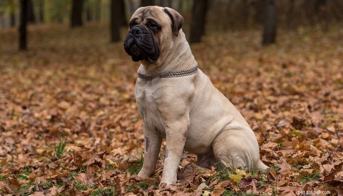 Top 25 Quiet Dog Breeds Proven by Scientific Studies