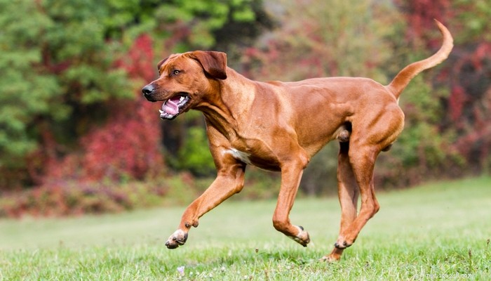 Top 25 Quiet Dog Breeds Proven by Scientific Studies