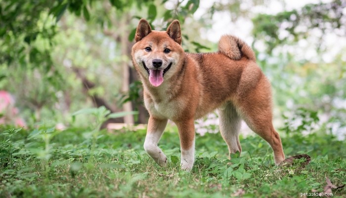 Top 25 Quiet Dog Breeds Proven by Scientific Studies