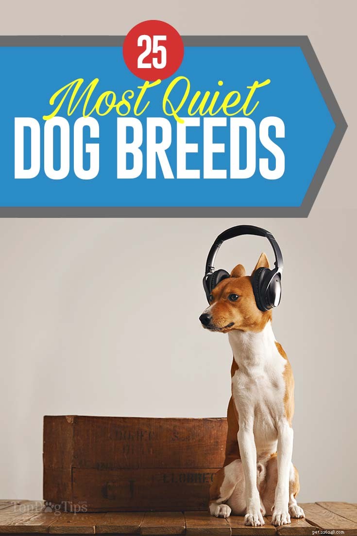 Top 25 Quiet Dog Breeds Proven by Scientific Studies
