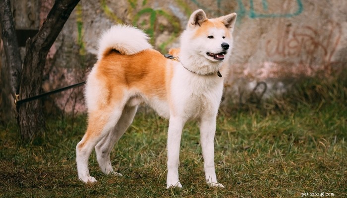 Top 25 Quiet Dog Breeds Proven by Scientific Studies