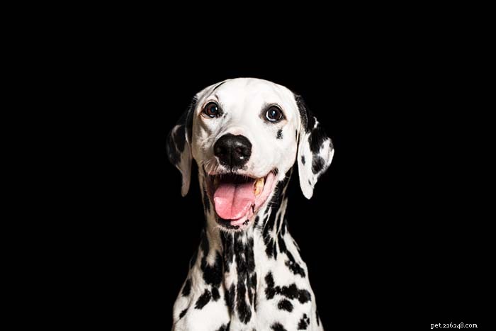 Top 20 Dog Breeds Most Challenging to Train—Insights from Scientific Studies