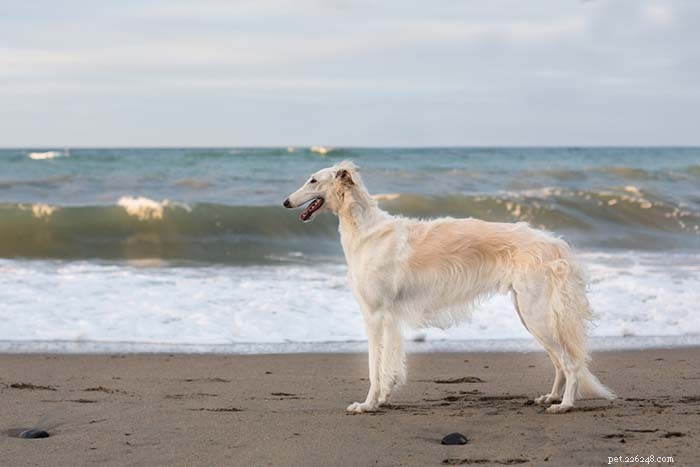 Top 20 Dog Breeds Most Challenging to Train—Insights from Scientific Studies