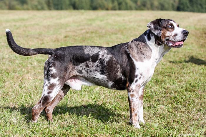 Top 20 Dog Breeds Most Challenging to Train—Insights from Scientific Studies