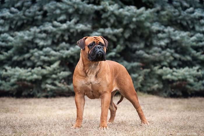 Top 20 Dog Breeds Most Challenging to Train—Insights from Scientific Studies