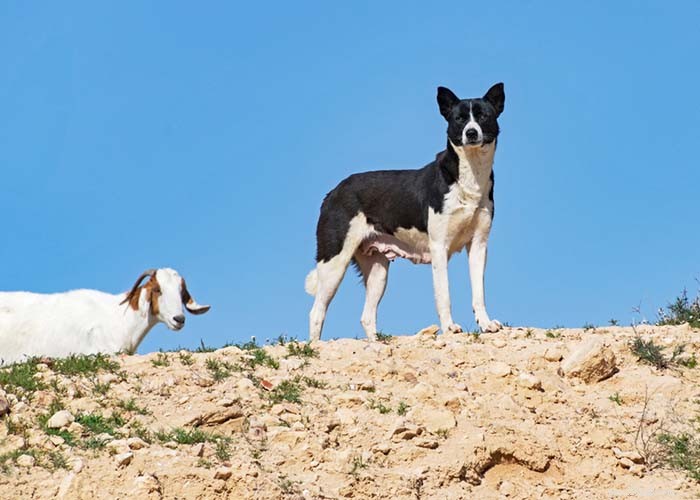 Top 20 Dog Breeds Most Challenging to Train—Insights from Scientific Studies