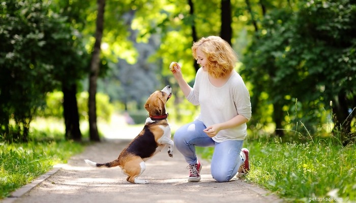 Top 20 Dog Breeds Most Challenging to Train—Insights from Scientific Studies