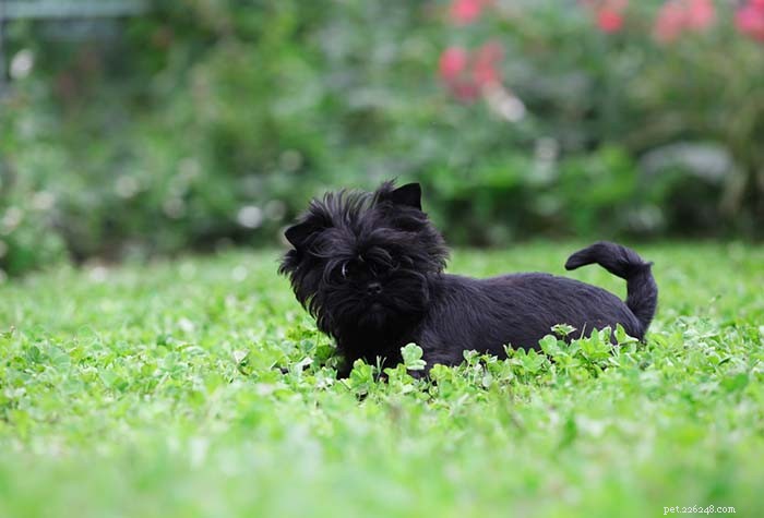 Top 20 Dog Breeds Most Challenging to Train—Insights from Scientific Studies