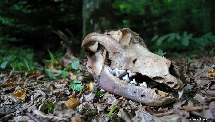 30 Vanished Dog Breeds: The History Behind Their Disappearance