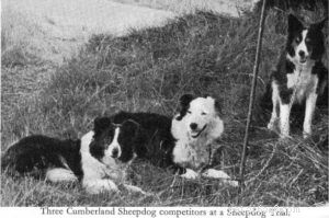 30 Vanished Dog Breeds: The History Behind Their Disappearance