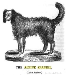 30 Vanished Dog Breeds: The History Behind Their Disappearance