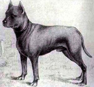 30 Vanished Dog Breeds: The History Behind Their Disappearance