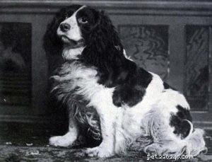 30 Vanished Dog Breeds: The History Behind Their Disappearance