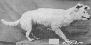 30 Vanished Dog Breeds: The History Behind Their Disappearance