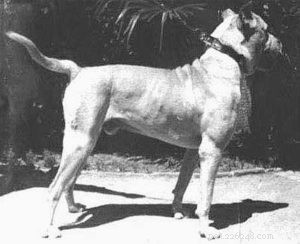 30 Vanished Dog Breeds: The History Behind Their Disappearance