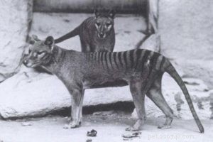30 Vanished Dog Breeds: The History Behind Their Disappearance