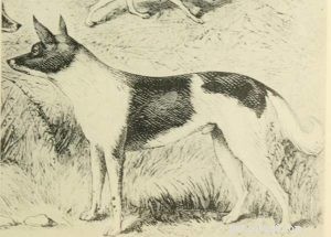 30 Vanished Dog Breeds: The History Behind Their Disappearance