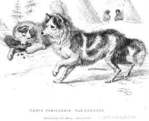 30 Vanished Dog Breeds: The History Behind Their Disappearance