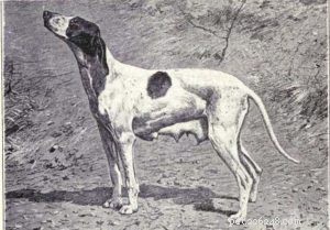 30 Vanished Dog Breeds: The History Behind Their Disappearance