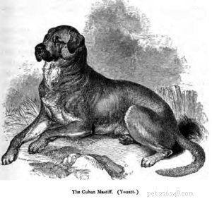 30 Vanished Dog Breeds: The History Behind Their Disappearance