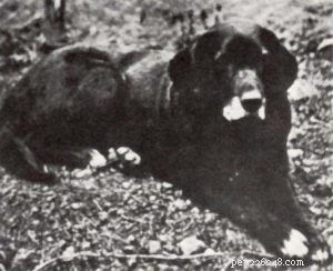 30 Vanished Dog Breeds: The History Behind Their Disappearance