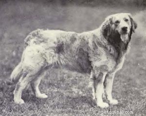 30 Vanished Dog Breeds: The History Behind Their Disappearance