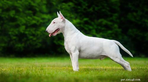 Top Big White Dog Breeds: Majestic, Fluffy, and Short‑Haired Companions