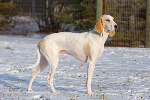 Top Big White Dog Breeds: Majestic, Fluffy, and Short‑Haired Companions